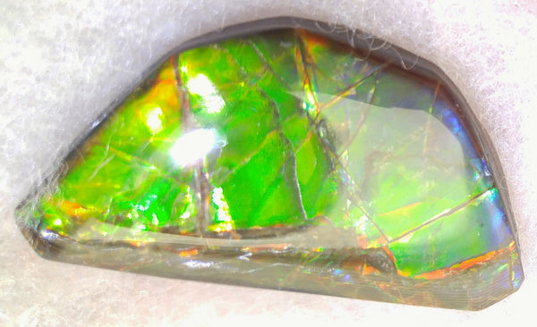 42 x 24 mm Coated Free Form - FFC 6 アンモライト　ルース　フリーフォーム