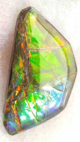 42 x 24 mm Coated Free Form - FFC 6 アンモライト　ルース　フリーフォーム