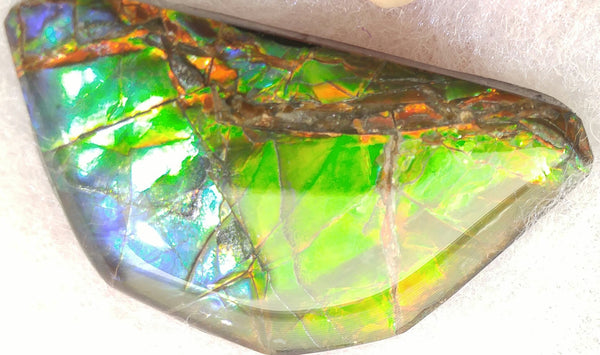 42 x 24 mm Coated Free Form - FFC 6 アンモライト　ルース　フリーフォーム