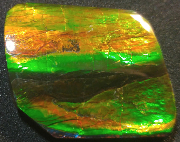 26 x 23 mm Natural Free Form - FFN 5 - フリーフォーム　ナチュラルポーリッシュ