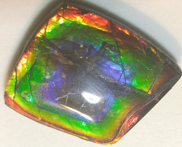 33 x 28  mm Natural Free Form - FFN 8　Ammolite　レインボーカラー発色　ナチュラル　ルース