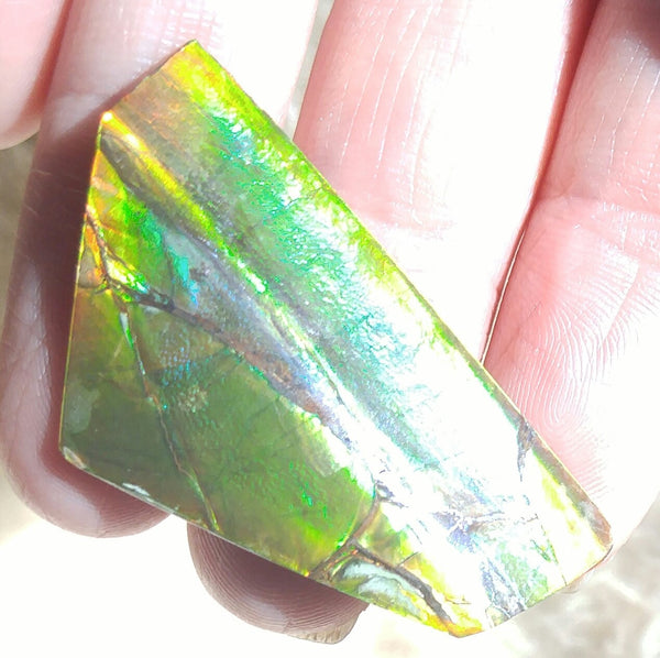 SALE!! 40%OFF  49.5 mm x 23 mm - IMP-09