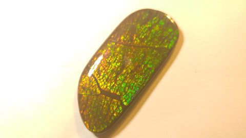 46 x 22 mm Coated Free Form - FFC 17 - アンモライト　ルース　フリーフォーム