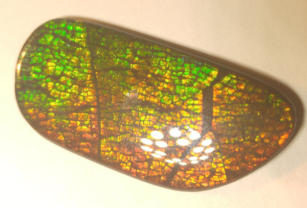 46 x 22 mm Coated Free Form - FFC 17 - アンモライト　ルース　フリーフォーム