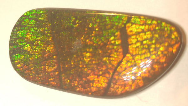 46 x 22 mm Coated Free Form - FFC 17 - アンモライト　ルース　フリーフォーム