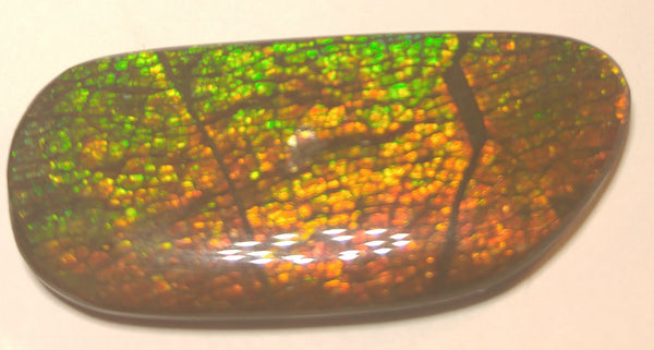 46 x 22 mm Coated Free Form - FFC 17 - アンモライト　ルース　フリーフォーム