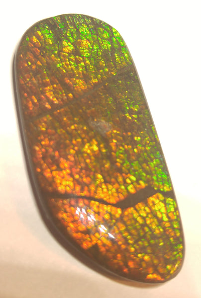 46 x 22 mm Coated Free Form - FFC 17 - アンモライト　ルース　フリーフォーム