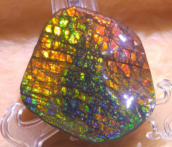 70 x 62 mm - Collector Stone - CS-30  風水  鑑賞　コレクター　ドラゴンスキン　アンモライト Ammolite
