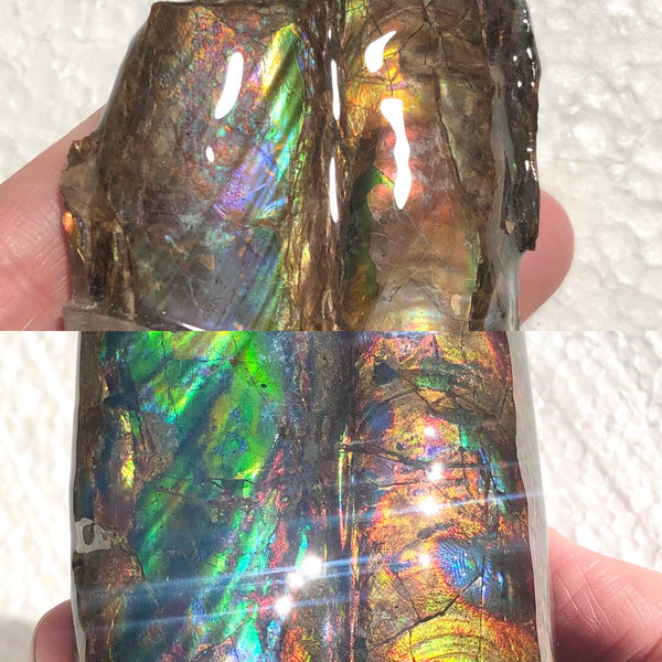 AF-63  Canadian Ammolite Bacculite Fossil 2 Pieces Baculites　バキュライト　アンモライト Baculite Free Shipping!!