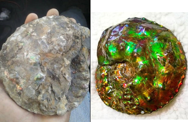 High End Ammonite Fossil - Placenticeras Intercalare　Ammolite　 アンモナイト 完全体 インターカラレ　アンモライト　