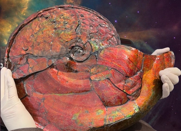 【★SALE★】AF-88  18.5" Ammonite Fossil - Placenticeras costatum　Ammolite **FREE SHIPPING***　