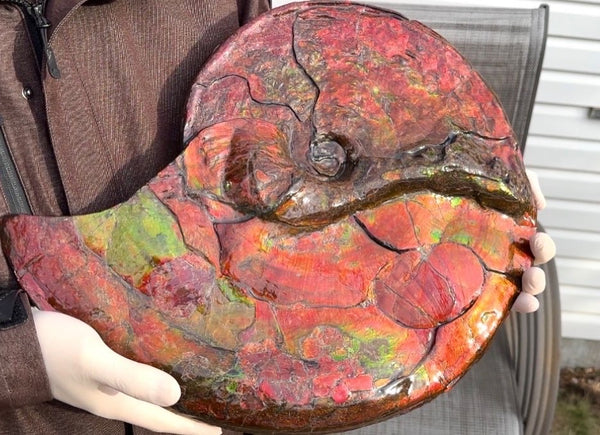 【★SALE★】AF-88  18.5" Ammonite Fossil - Placenticeras costatum　Ammolite **FREE SHIPPING***　
