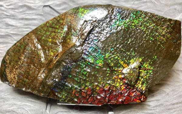 109mm x 54mm - RS-11 Rough Stone Ammlite アンモライト　原石　ラフ