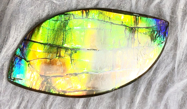 39  x 20 mm  Natural Large  Free Form . FFN 330 Ammolite  ナチュラル　ルース　アンモライト フリーフォーム