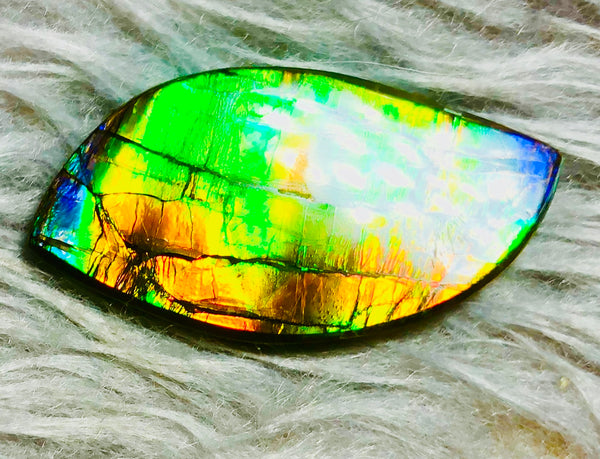 39  x 20 mm  Natural Large  Free Form . FFN 330 Ammolite  ナチュラル　ルース　アンモライト フリーフォーム