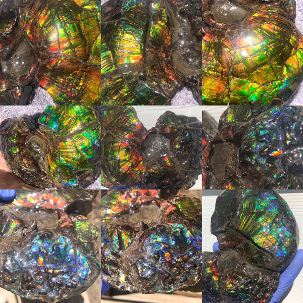 AF-48 アンモライト Placenticeras Intercalare  インターカラレ152x101x31mm Free Shipping  送料無料AF-48  Ammolite  Ammonite Fossil