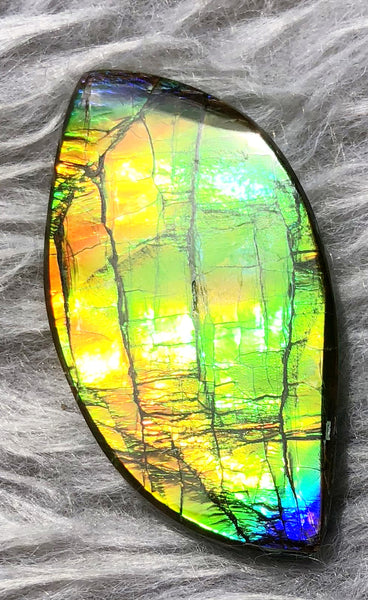 39  x 20 mm  Natural Large  Free Form . FFN 330 Ammolite  ナチュラル　ルース　アンモライト フリーフォーム