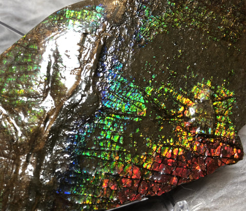 109mm x 54mm - RS-11 Rough Stone Ammlite アンモライト　原石　ラフ