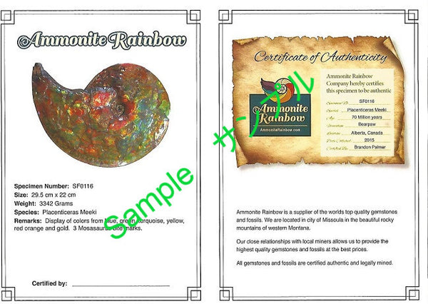 Huge Ammonite Fossil - Costatum Double sided 55 cm x 45 cm　アンモナイト化石　コスタータム　両面　アンモライト完全体