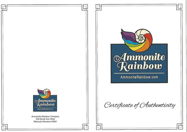 Huge Ammonite Fossil - Costatum Double sided 55 cm x 45 cm　アンモナイト化石　コスタータム　両面　アンモライト完全体