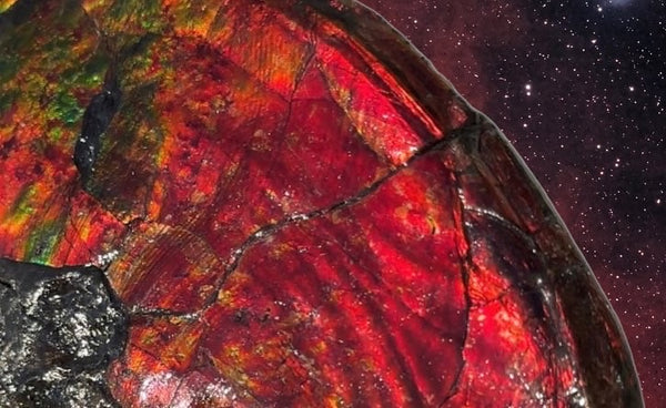 AF-87  Ammonite Fossil - Placenticeras Meeki　Ammolite **FREE SHIPPING***　