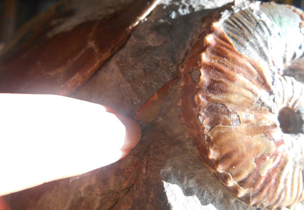 USA Ammonite Ammolite  Sphenodiscus sp & Hoploscaphites  Scaphite アンモナイト  スフェノディスカス　＆　ホプロスカフィテス