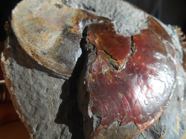 USA Ammonite Ammolite  Sphenodiscus sp & Hoploscaphites  Scaphite アンモナイト  スフェノディスカス　＆　ホプロスカフィテス