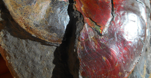 USA Ammonite Ammolite  Sphenodiscus sp & Hoploscaphites  Scaphite アンモナイト  スフェノディスカス　＆　ホプロスカフィテス