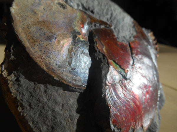 USA Ammonite Ammolite  Sphenodiscus sp & Hoploscaphites  Scaphite アンモナイト  スフェノディスカス　＆　ホプロスカフィテス