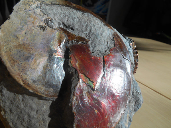 USA Ammonite Ammolite  Sphenodiscus sp & Hoploscaphites  Scaphite アンモナイト  スフェノディスカス　＆　ホプロスカフィテス