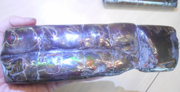 Bacculite Fossil　　バキュライト　アンモライト化　サウスダコタ