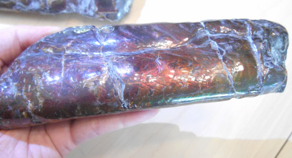 Bacculite Fossil　　バキュライト　アンモライト化　サウスダコタ