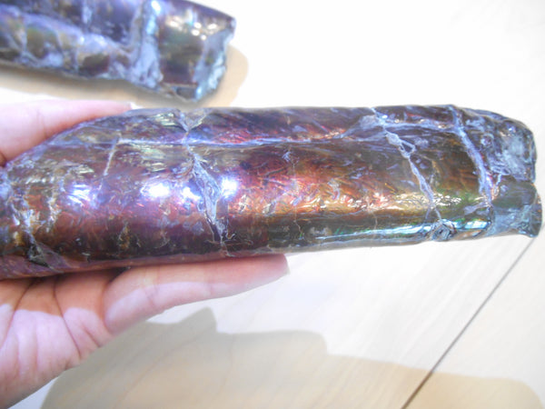 Bacculite Fossil　　バキュライト　アンモライト化　サウスダコタ