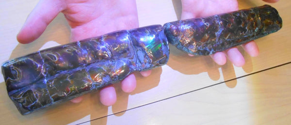 Bacculite Fossil　　バキュライト　アンモライト化　サウスダコタ