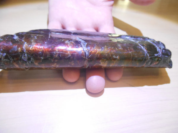 Bacculite Fossil　　バキュライト　アンモライト化　サウスダコタ