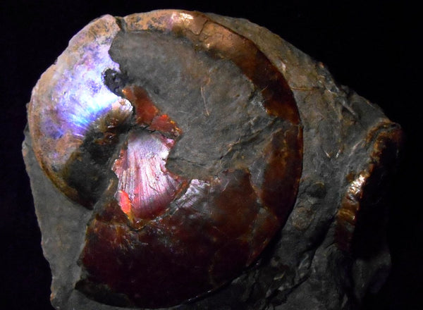 USA Ammonite Ammolite  Sphenodiscus sp & Hoploscaphites  Scaphite アンモナイト  スフェノディスカス　＆　ホプロスカフィテス