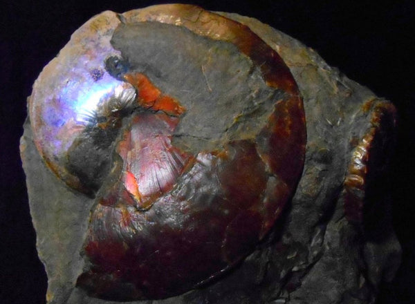 USA Ammonite Ammolite  Sphenodiscus sp & Hoploscaphites  Scaphite アンモナイト  スフェノディスカス　＆　ホプロスカフィテス