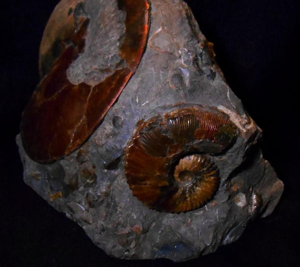 USA Ammonite Ammolite  Sphenodiscus sp & Hoploscaphites  Scaphite アンモナイト  スフェノディスカス　＆　ホプロスカフィテス