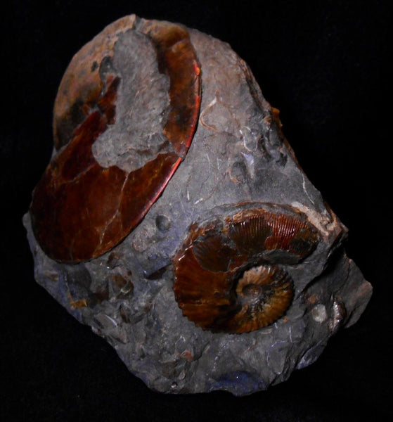USA Ammonite Ammolite  Sphenodiscus sp & Hoploscaphites  Scaphite アンモナイト  スフェノディスカス　＆　ホプロスカフィテス