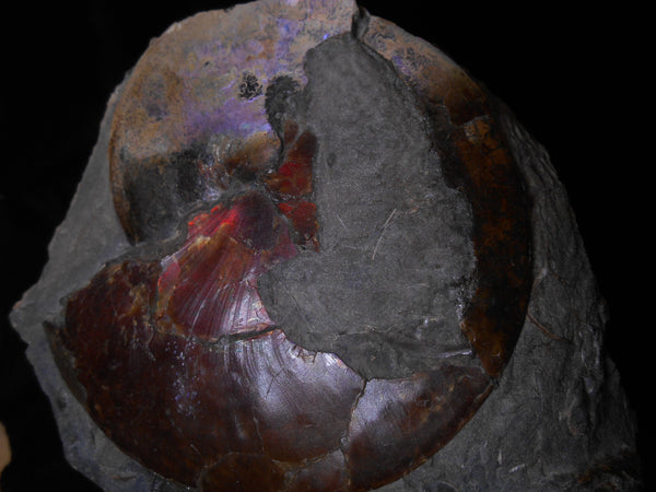 USA Ammonite Ammolite  Sphenodiscus sp & Hoploscaphites  Scaphite アンモナイト  スフェノディスカス　＆　ホプロスカフィテス