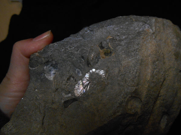 USA Ammonite Ammolite  Sphenodiscus sp & Hoploscaphites  Scaphite アンモナイト  スフェノディスカス　＆　ホプロスカフィテス