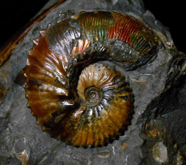 USA Ammonite Ammolite  Sphenodiscus sp & Hoploscaphites  Scaphite アンモナイト  スフェノディスカス　＆　ホプロスカフィテス