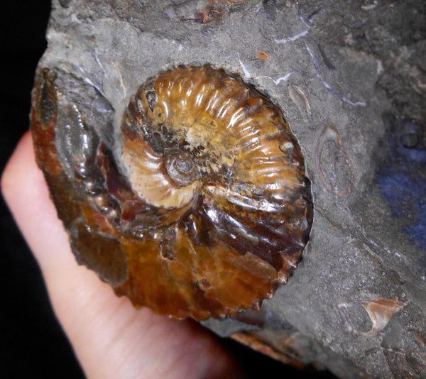 USA Ammonite Ammolite  Sphenodiscus sp & Hoploscaphites  Scaphite アンモナイト  スフェノディスカス　＆　ホプロスカフィテス