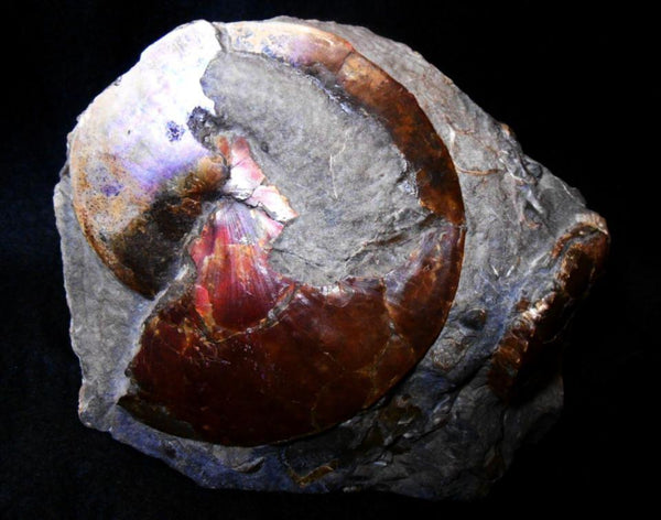 USA Ammonite Ammolite  Sphenodiscus sp & Hoploscaphites  Scaphite アンモナイト  スフェノディスカス　＆　ホプロスカフィテス