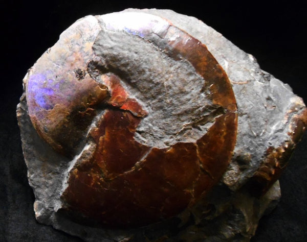 USA Ammonite Ammolite  Sphenodiscus sp & Hoploscaphites  Scaphite アンモナイト  スフェノディスカス　＆　ホプロスカフィテス