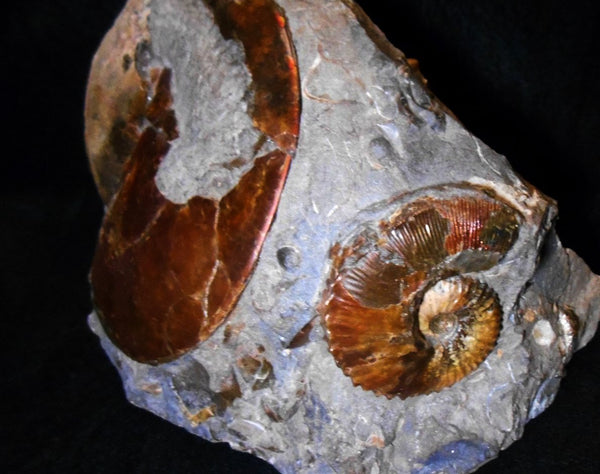 USA Ammonite Ammolite  Sphenodiscus sp & Hoploscaphites  Scaphite アンモナイト  スフェノディスカス　＆　ホプロスカフィテス