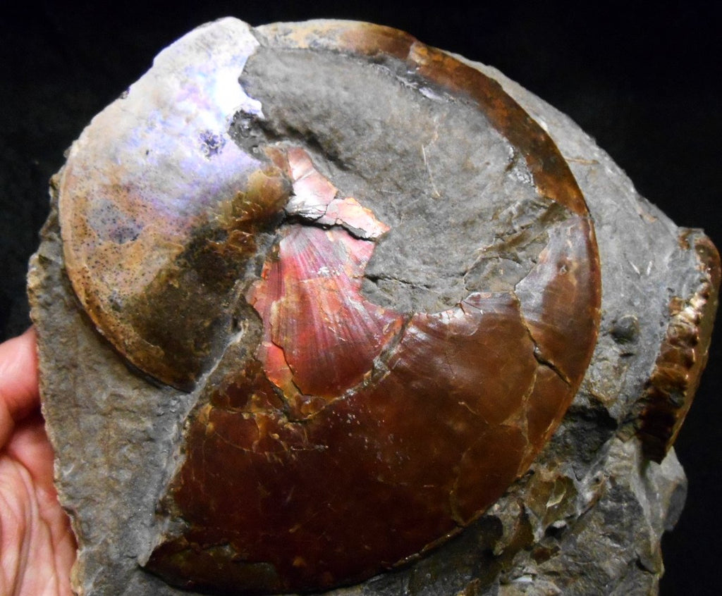 USA Ammonite Ammolite Sphenodiscus sp & Hoploscaphites USA Ammonite Ammolite Sphenodiscus sp & Hoploscaphites