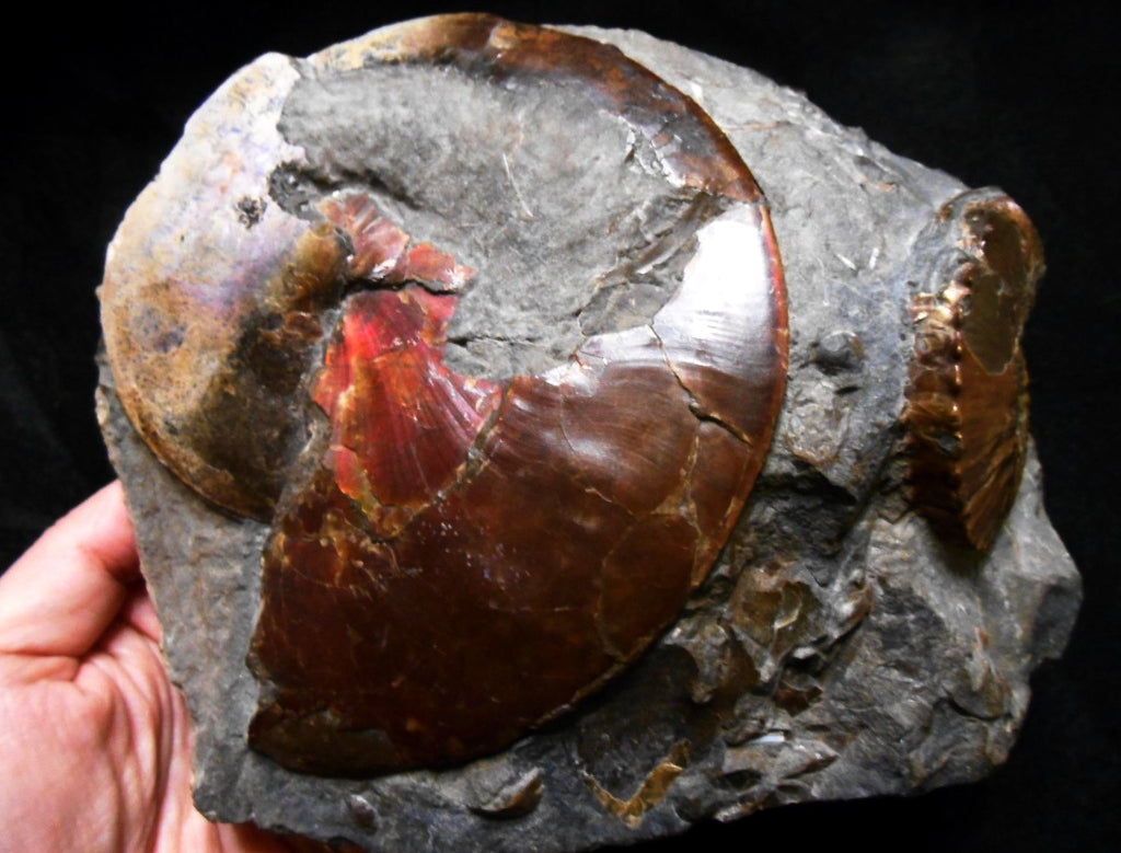 USA Ammonite Ammolite Sphenodiscus sp & Hoploscaphites