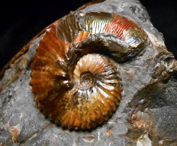 USA Ammonite Ammolite  Sphenodiscus sp & Hoploscaphites  Scaphite アンモナイト  スフェノディスカス　＆　ホプロスカフィテス