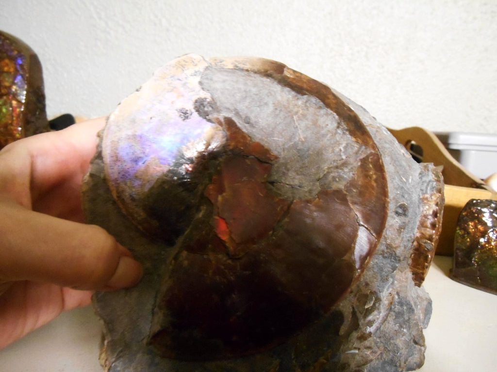 USA Ammonite Ammolite Sphenodiscus sp & Hoploscaphites
